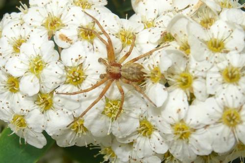 Philodromus sp.